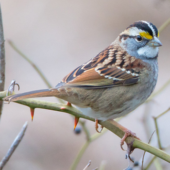 Scott Ramsay discovers white-throated sparrows singing a new song.